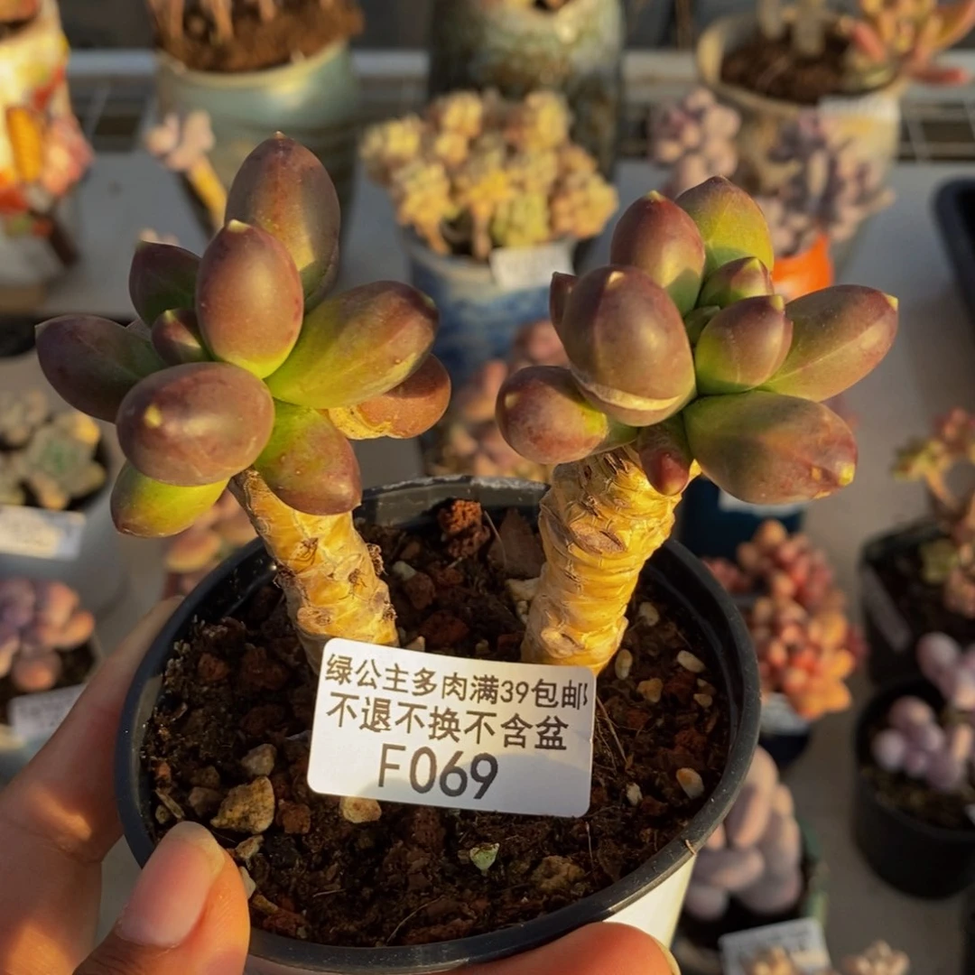 069香蕉树多肉轻微掉叶