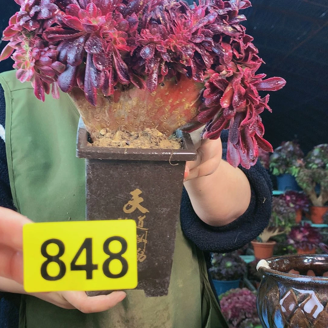 柒哥多肉法师不包侧断枝848