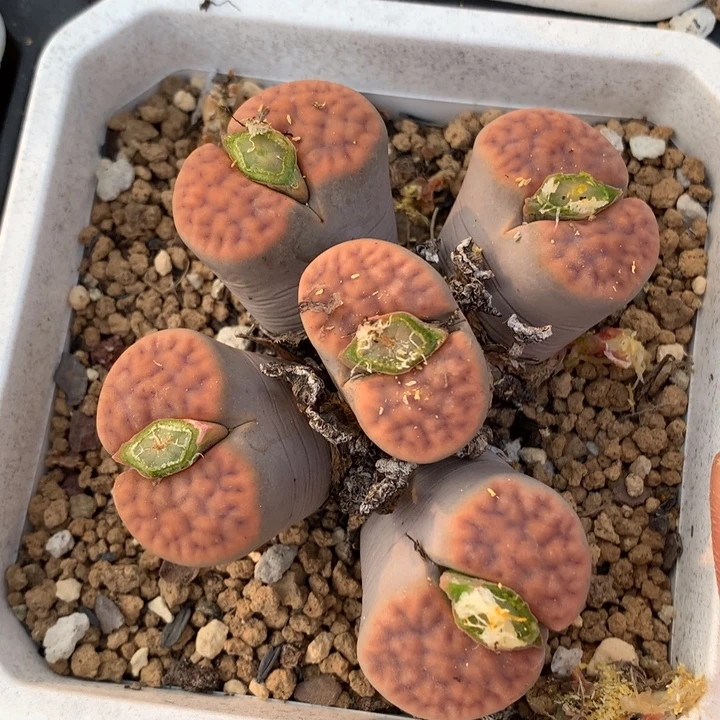 精品多肉植物精品多肉
