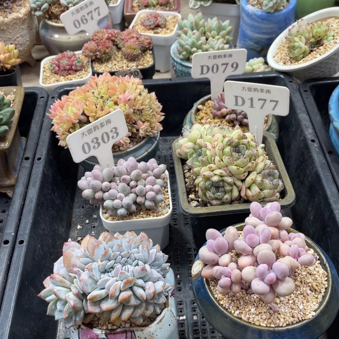 B****u送几个7方盆