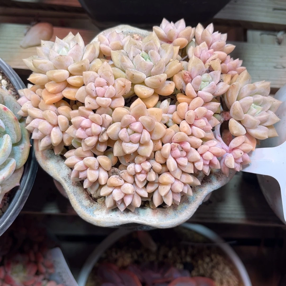 雪花多肉植物ruciheb