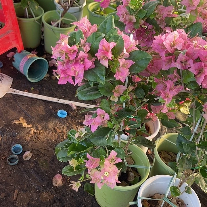 完全开放三角梅绿叶米罗