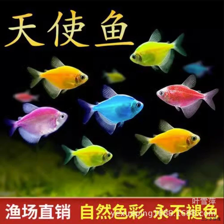 灯科鱼鱼苗耐活活体孔雀斑马鱼淡水观赏鱼热带清道夫小型彩虹大号