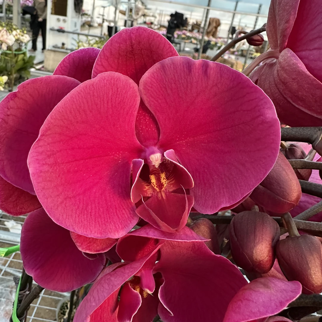 兰屿LYSLAND【鸿运当头】蝴蝶兰鲜花盆栽