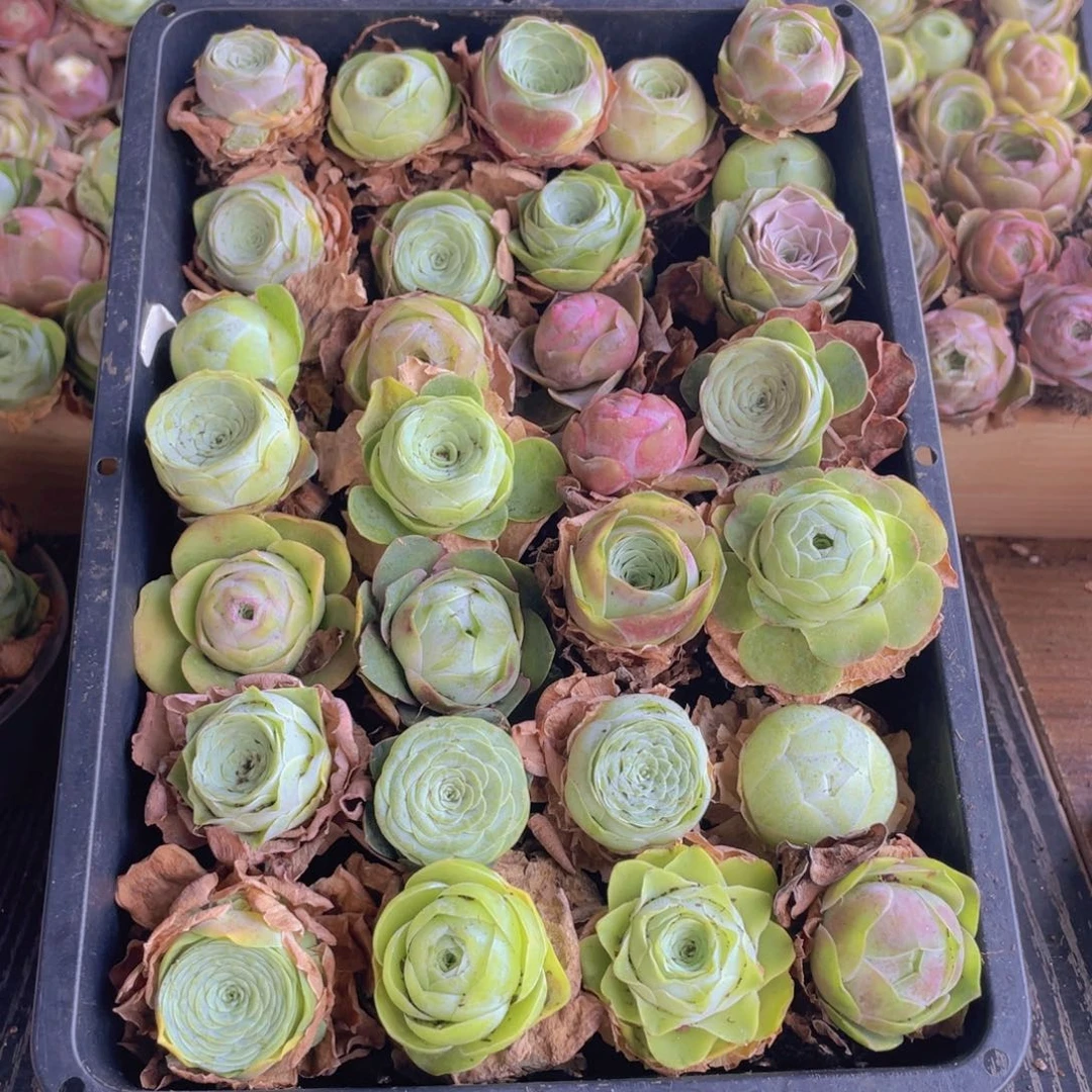 保底三十颗量拍88888