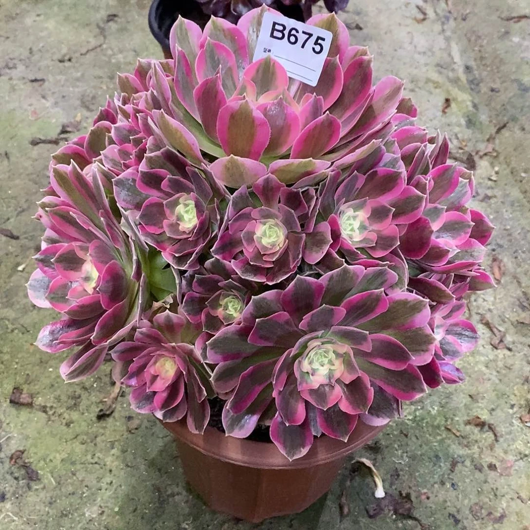 粉女郎多肉植物675