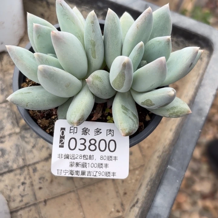 宝***子多肉植物03800fgigg