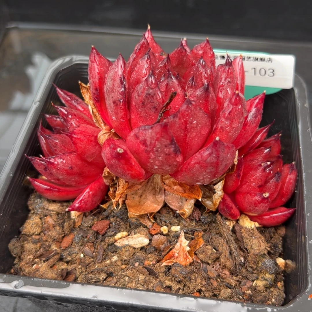 从前慢花园多肉编号1223-103