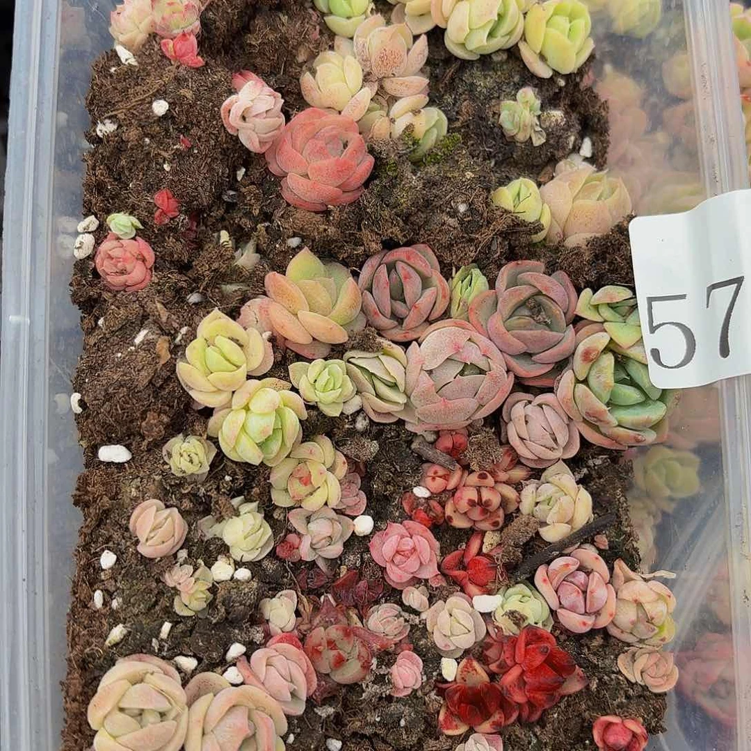 多肉植物多肉植物57