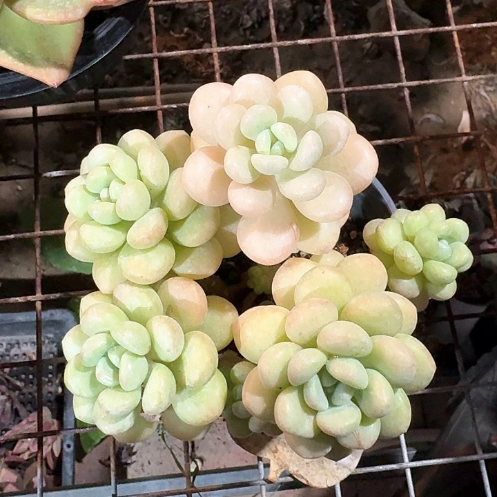 泡泡糖多肉植物的生长