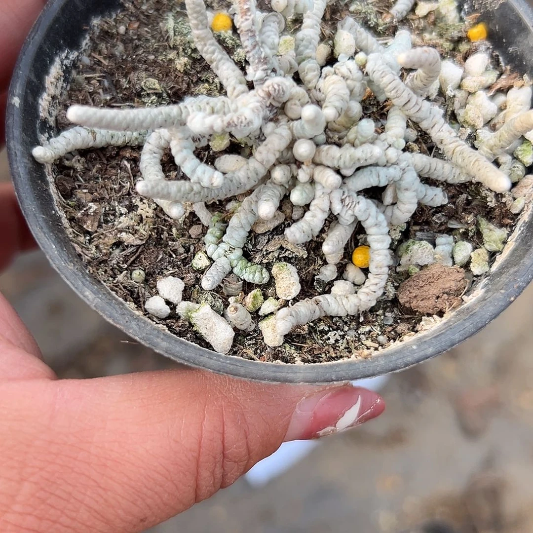 多肉植物银月多肉