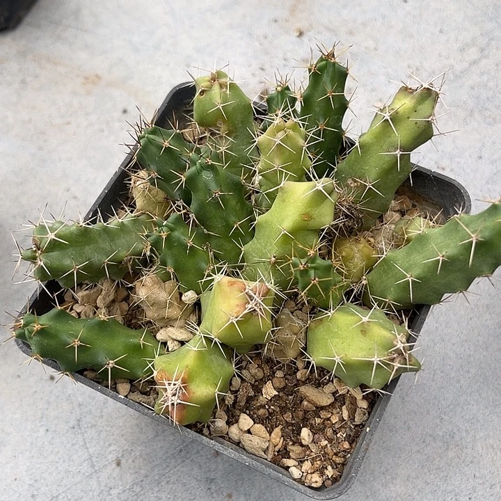 无花朵美花角一物一拍