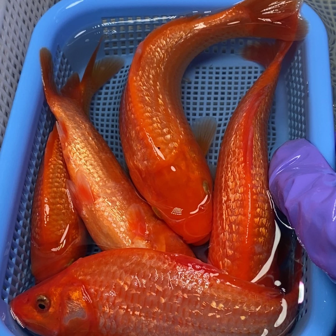 锦鲤冷水锦鲤包邮
