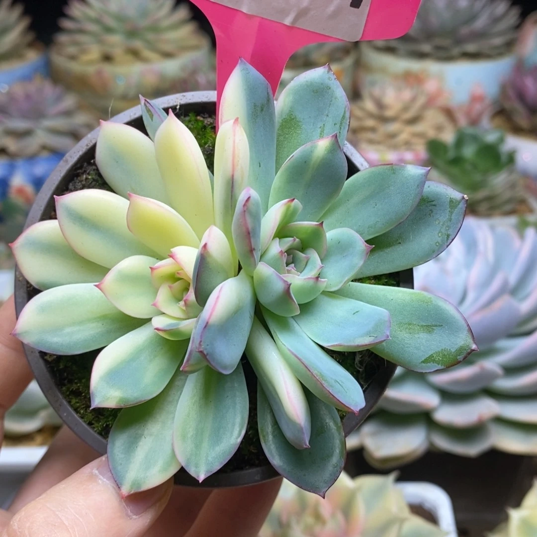 24双头拉斯雨燕肉肉