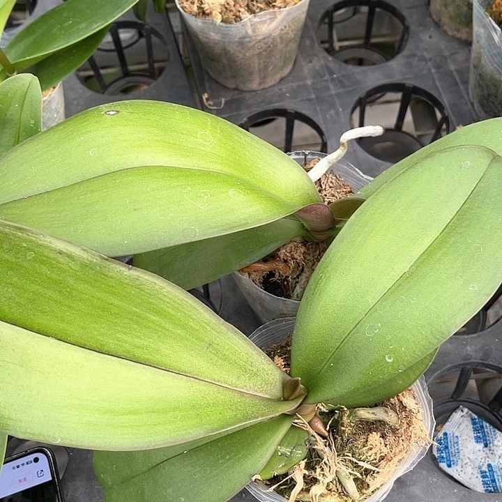 超群2000不带件3.0