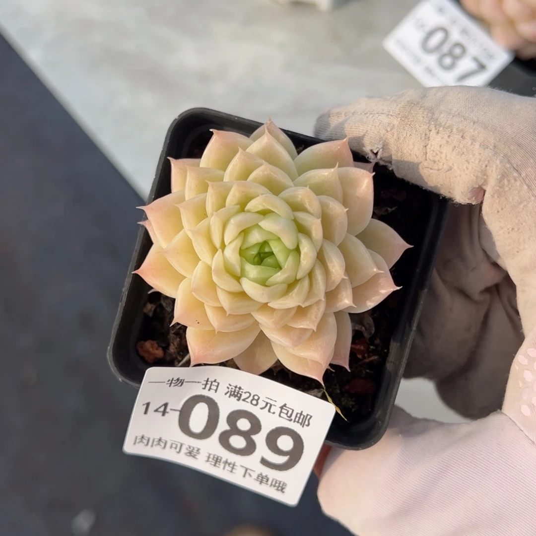 麦秆多肉多肉多肉多肉