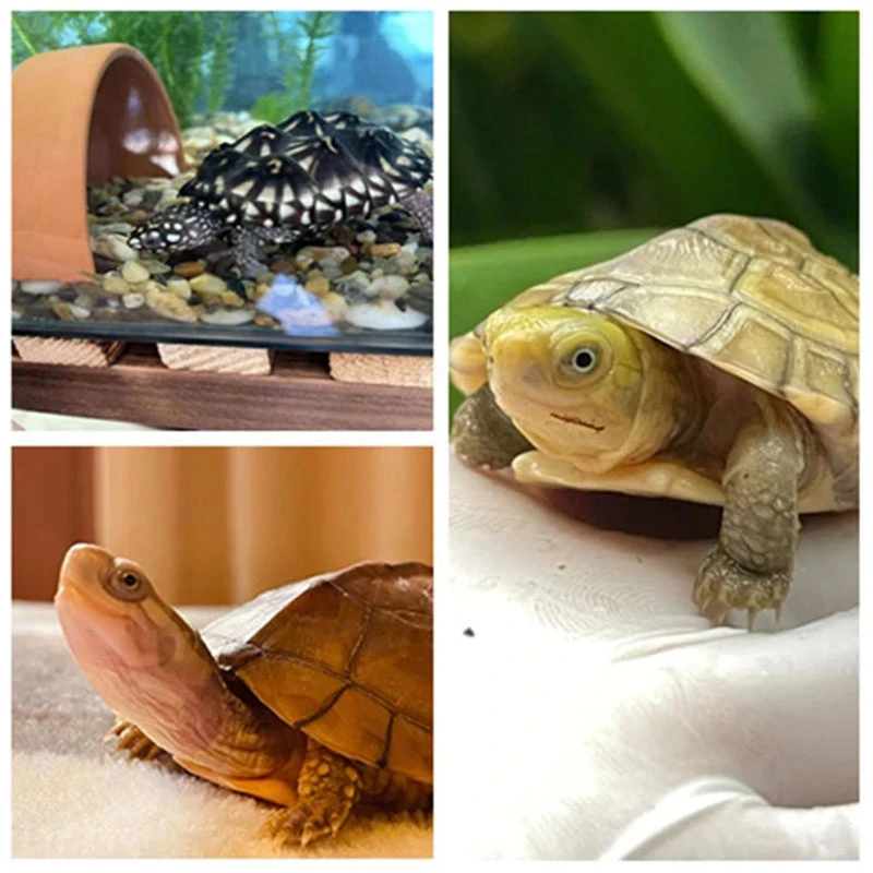 超萌好物直播选龟小青龟宠物龟观赏龟笑脸龟