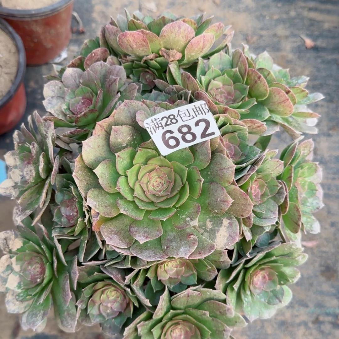 沙拉万多肉682满28包邮断枝不包