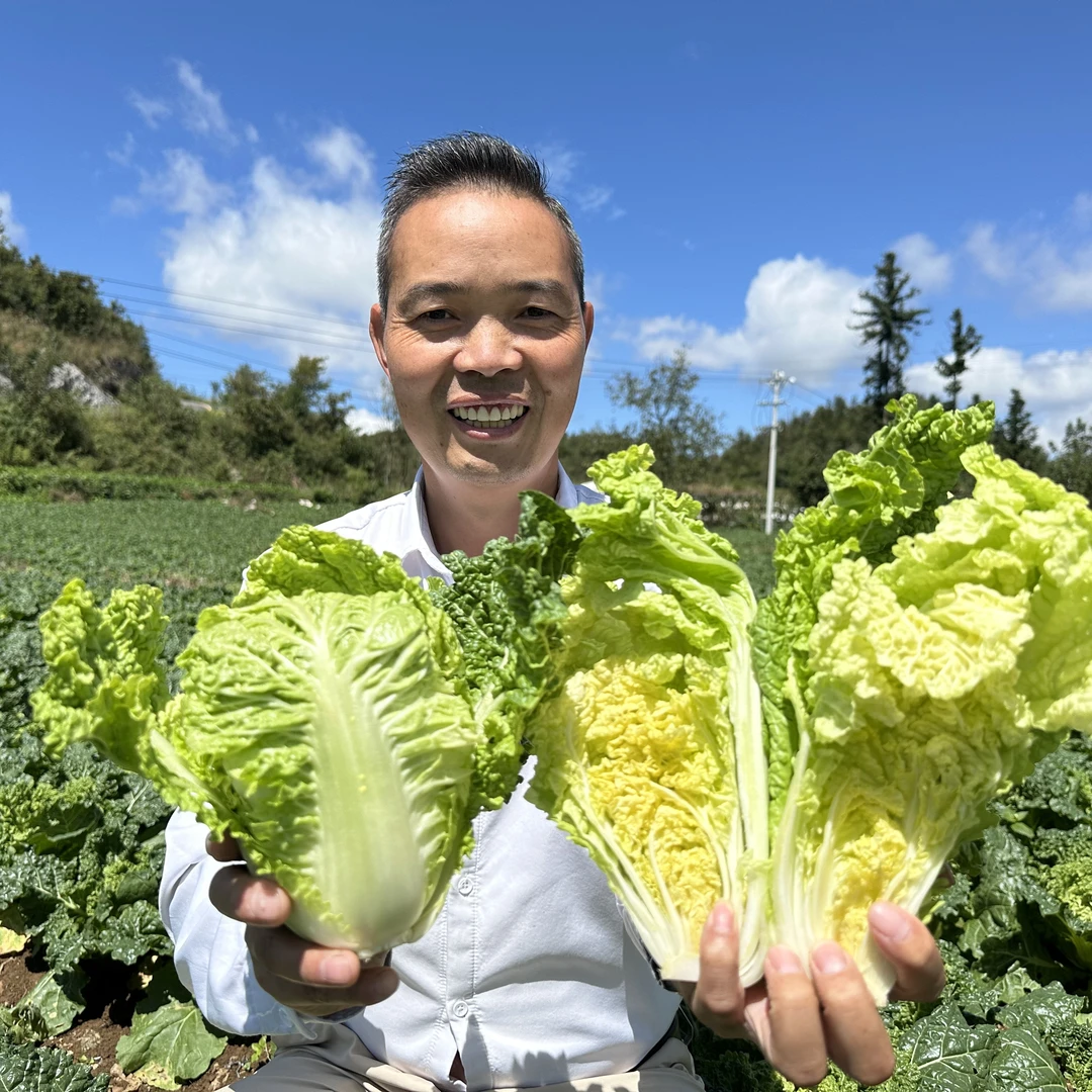现砍现发贵州高山露天大白菜自然生长小麻叶菜新鲜蔬菜