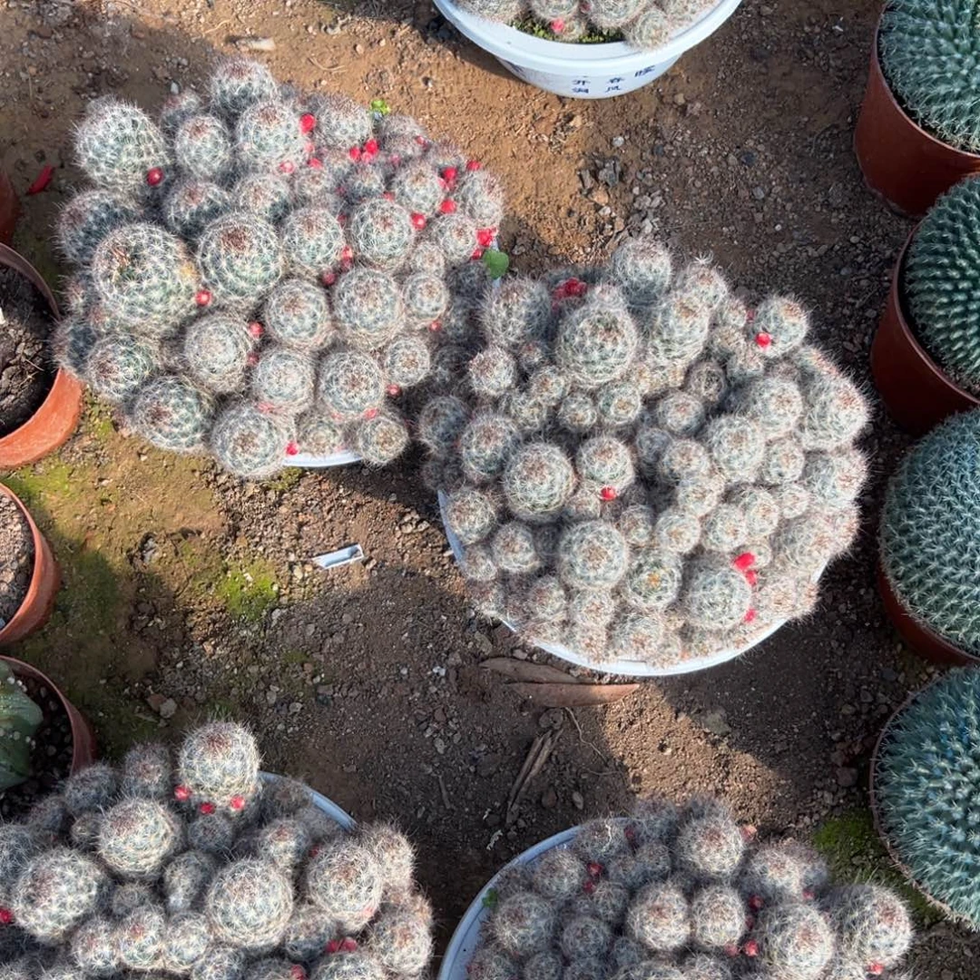 松霞随机一颗。