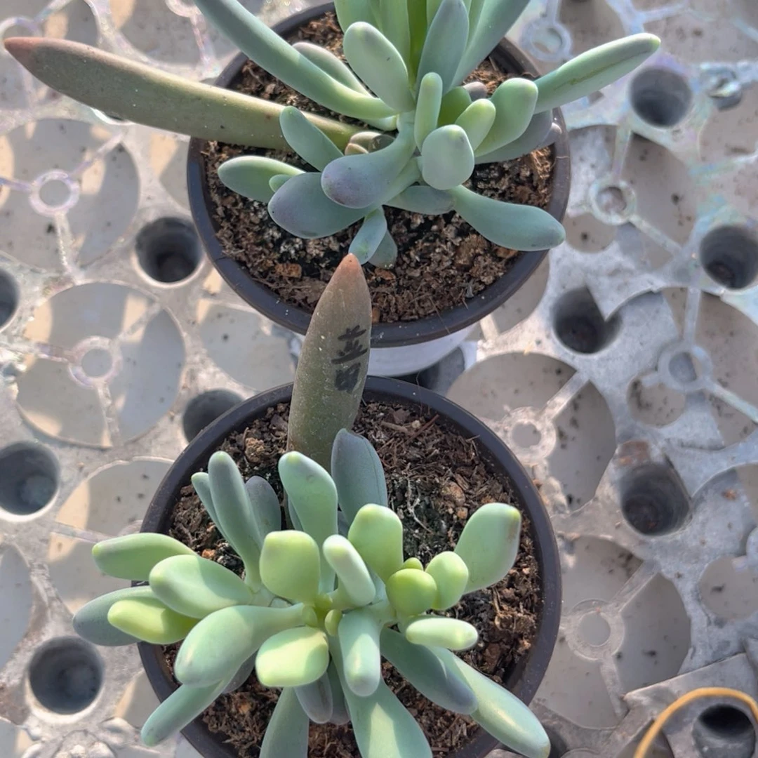 美人系多肉植物发货
