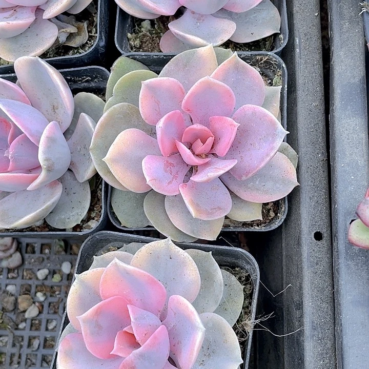 7方大彩虹带盆土发