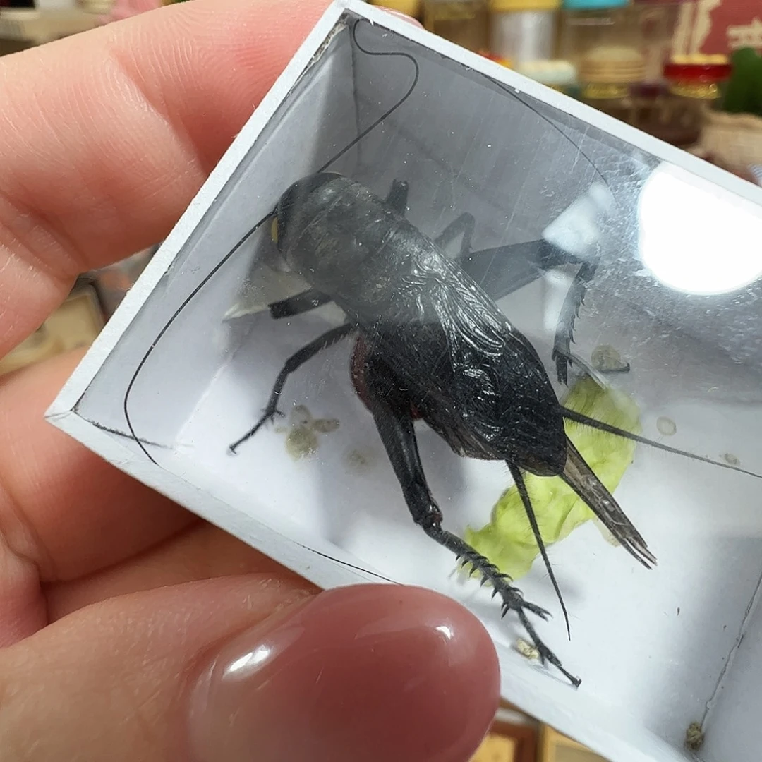 哈哈哈 玉眼油葫芦两个