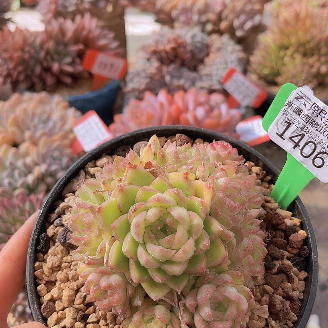 1406红女王多肉植物