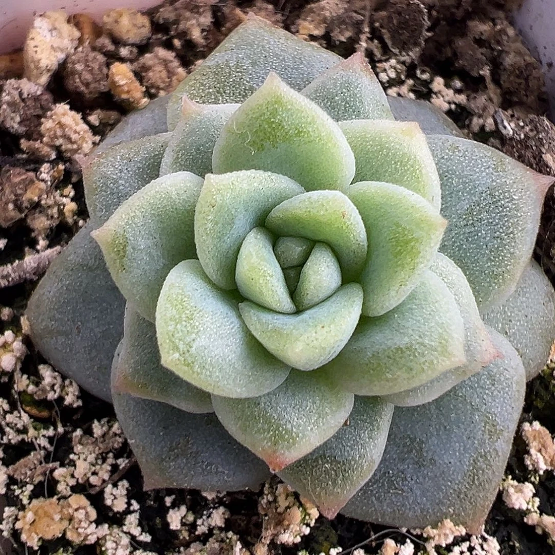 浮光。独家品种。