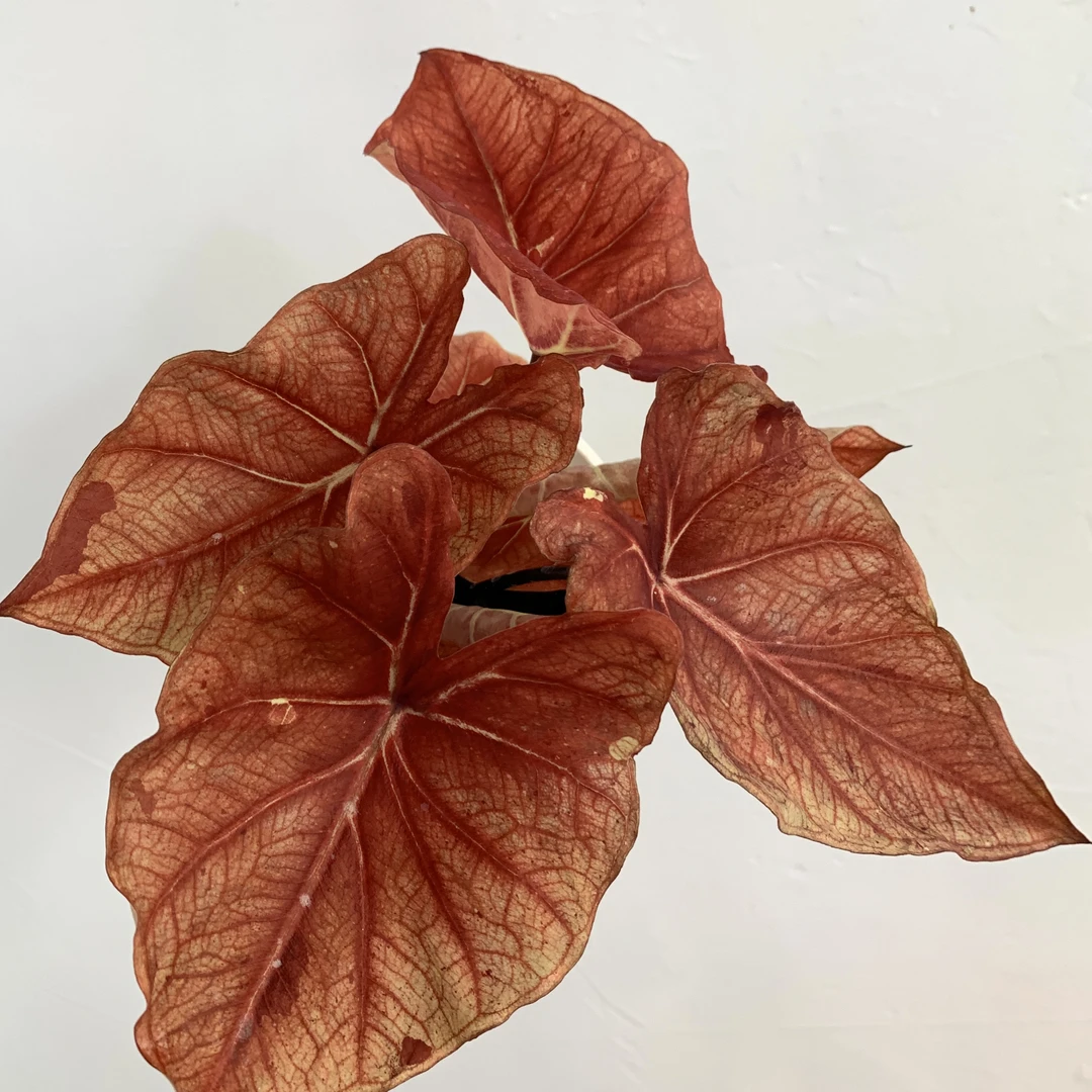 艳阳天 室内观叶植物网红风易活好养阳台客厅绿植装饰