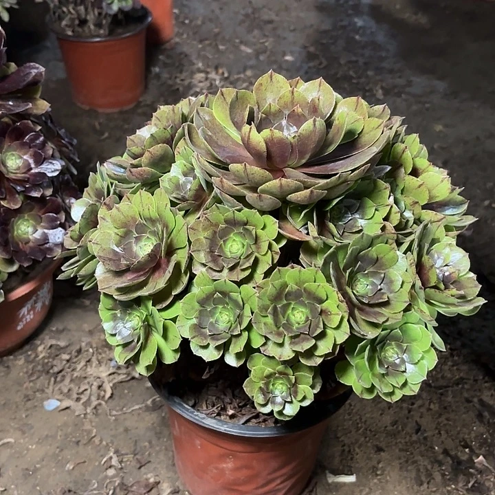 多肉植物法师万圣节28