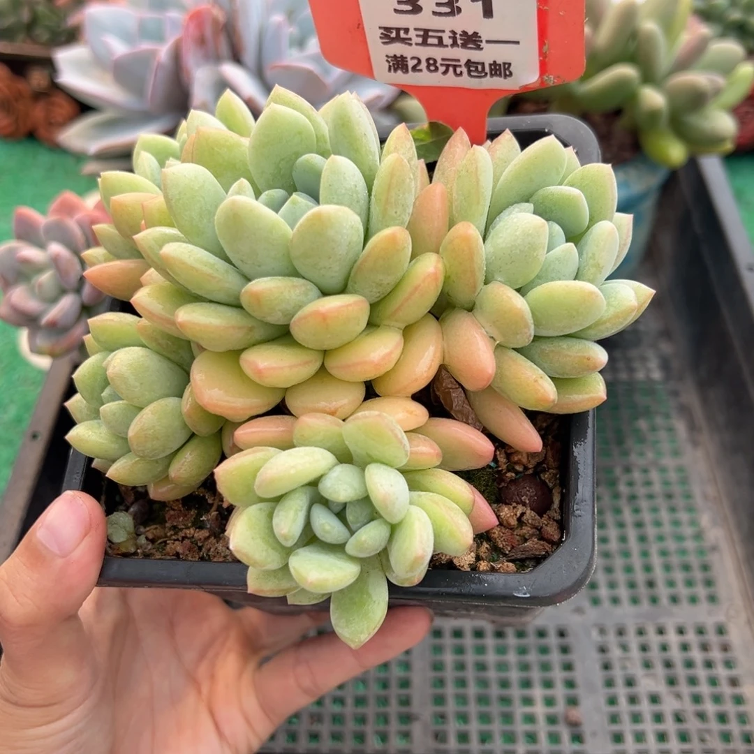 表妹精品多肉植物331.