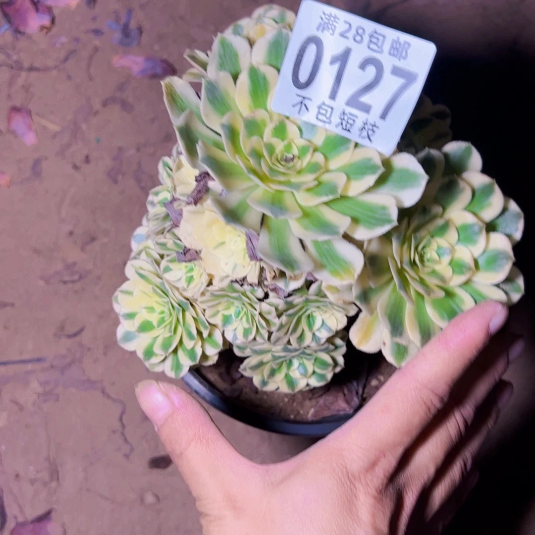 迈巴赫多肉植物0127