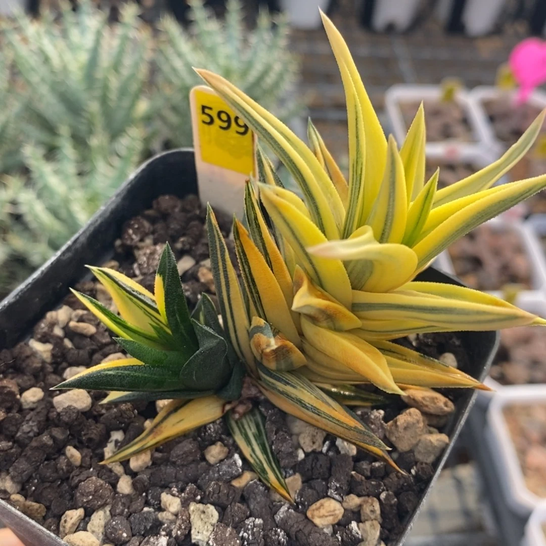 不开花植物599象牙塔十二卷多肉植物