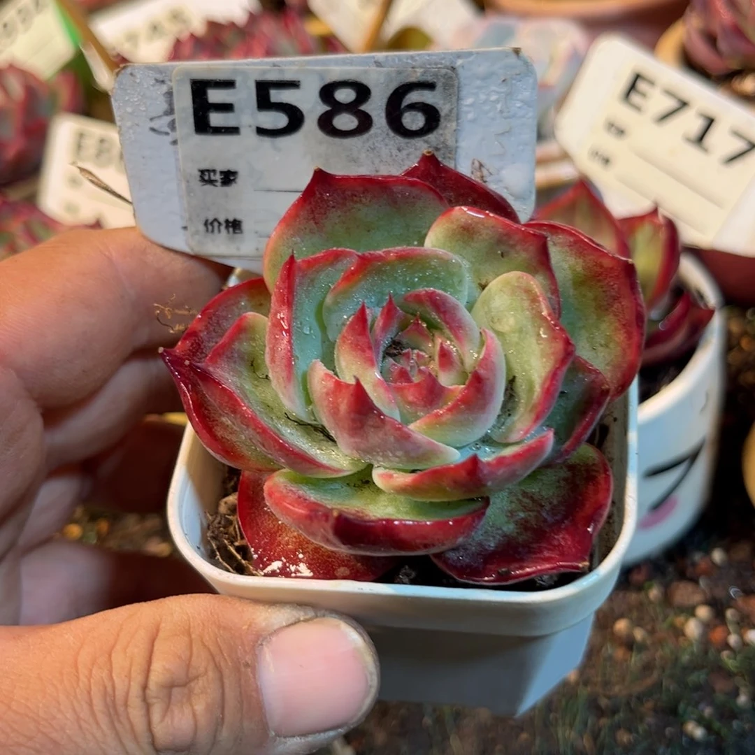 惊鸿一瞥586号多肉