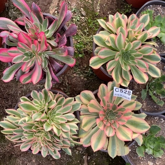 528四棵多肉植物