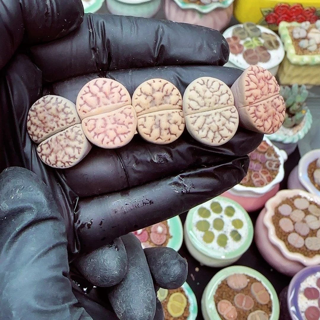 生石花满18包邮1127-74