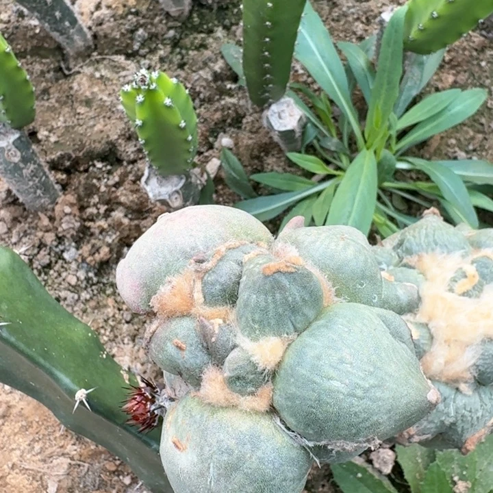 905大型蛋蛋青瓷牡丹