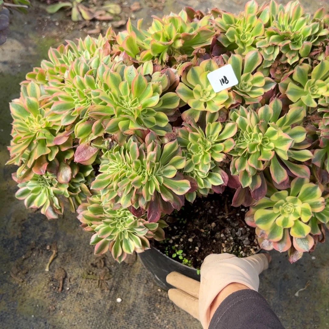 初***108红袖缀多肉嘻嘻嘻