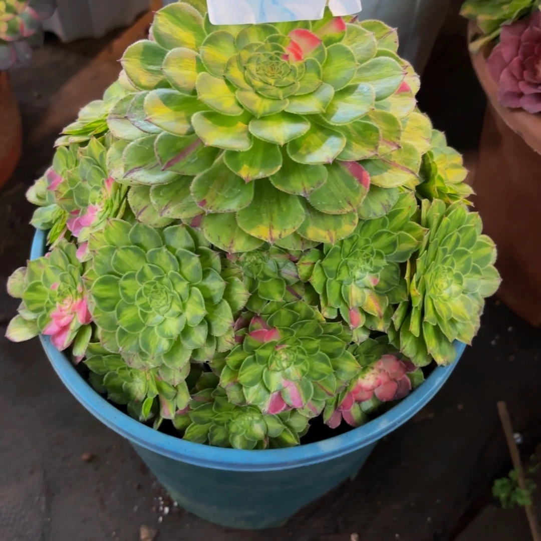 雪***使2515多肉植物知否特价