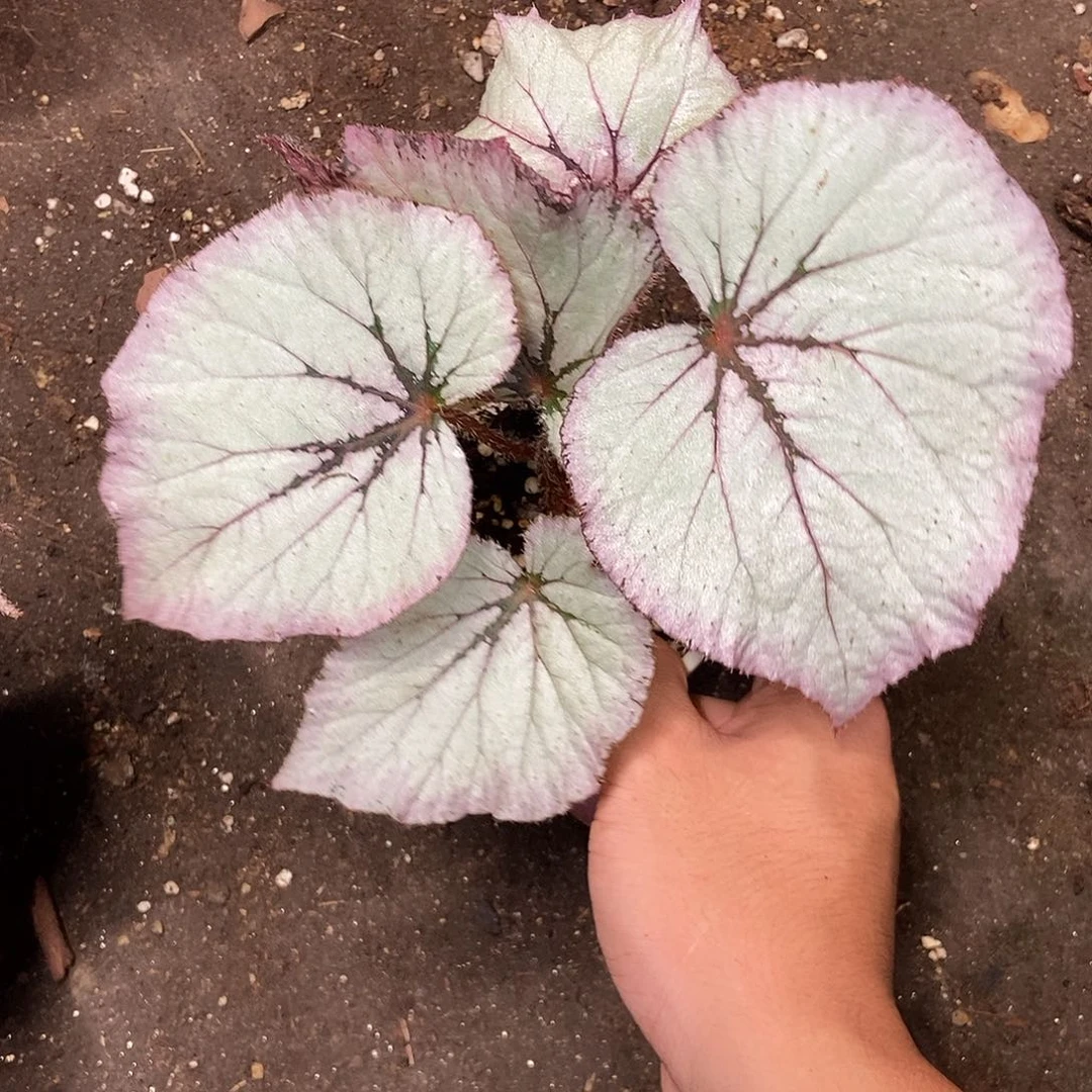 杂菜秋海棠一物一拍
