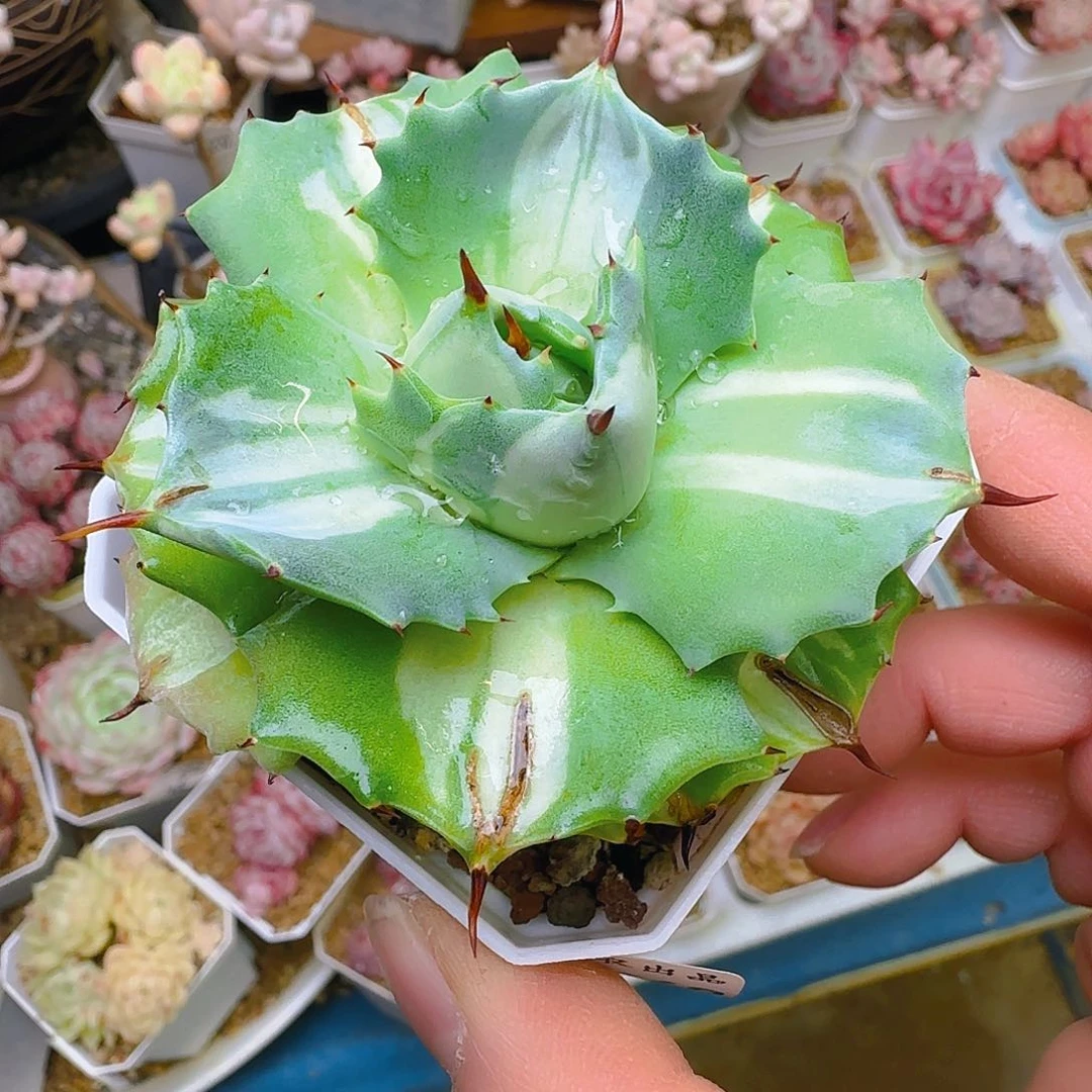 一*意雷神白中斑，268、仙农出品，