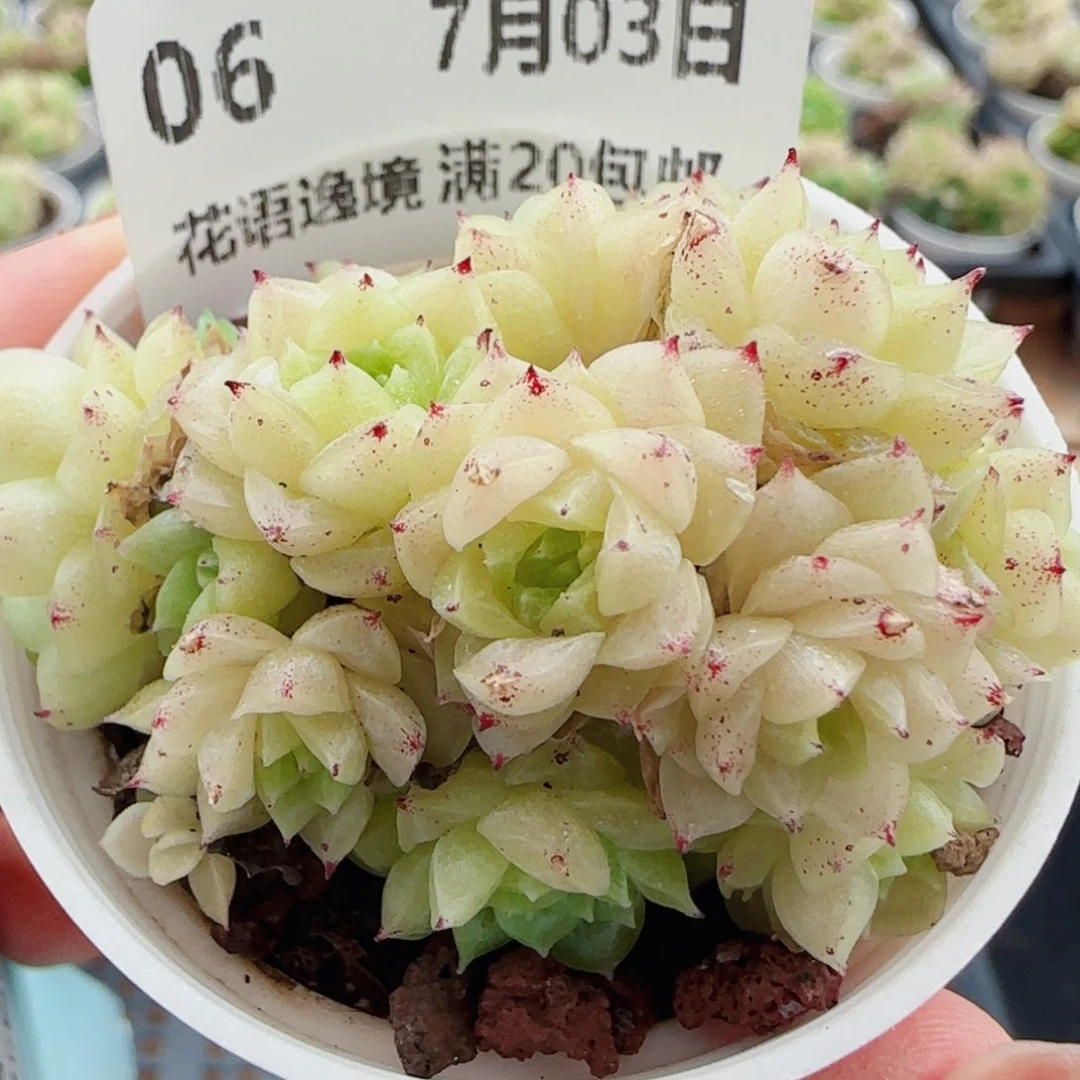 花语逸镜0703-06散
