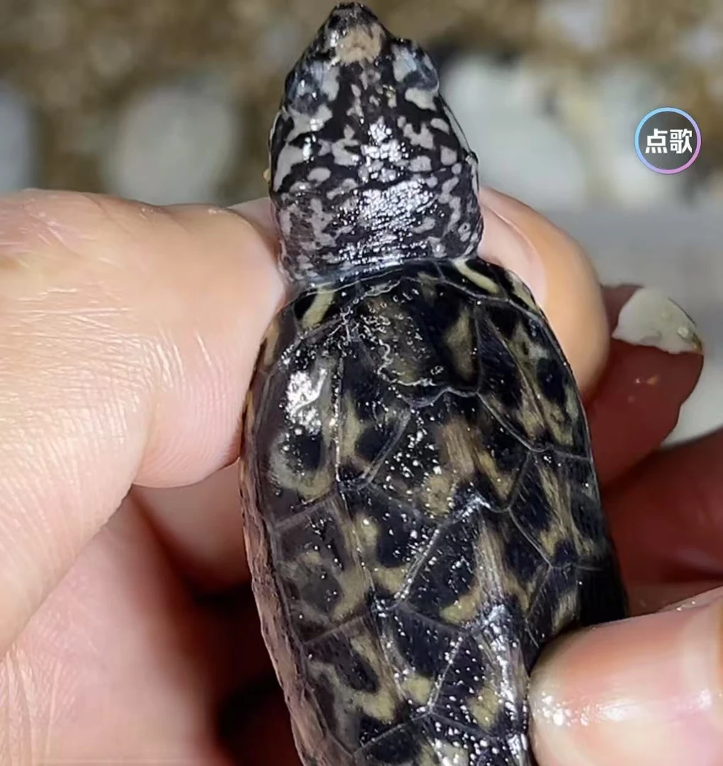 乌龟挑选直播链接