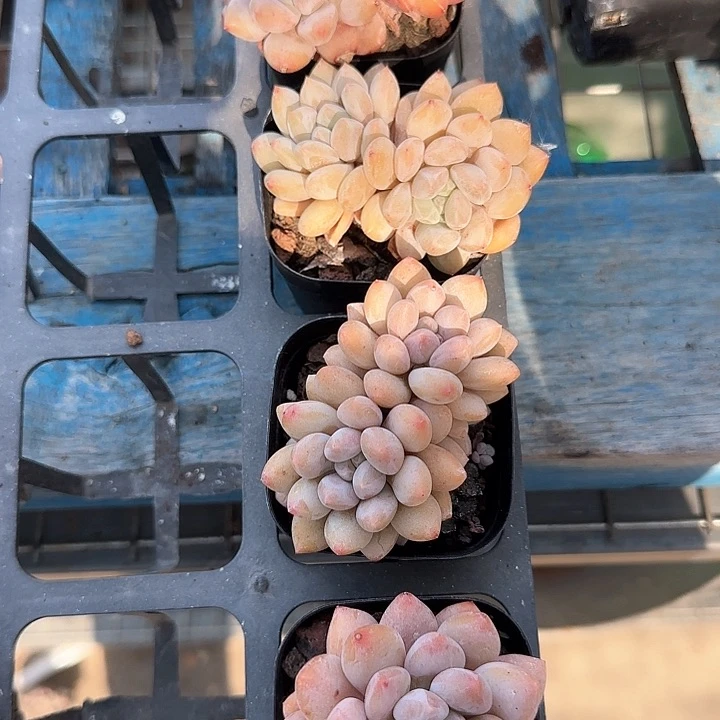 爱*青蛙王子儿童牙膏11