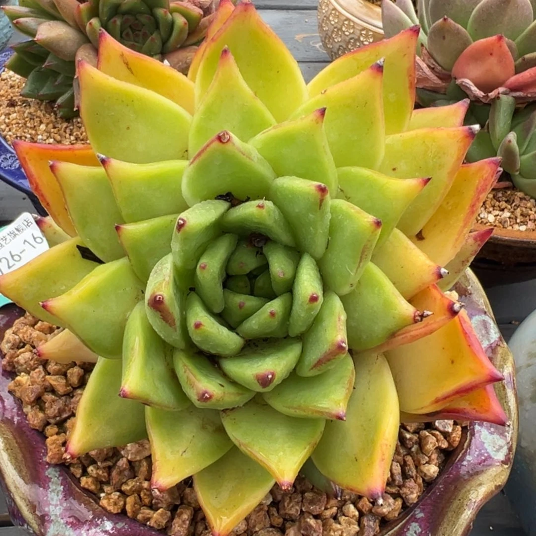 从前慢多肉精选编号0726.164