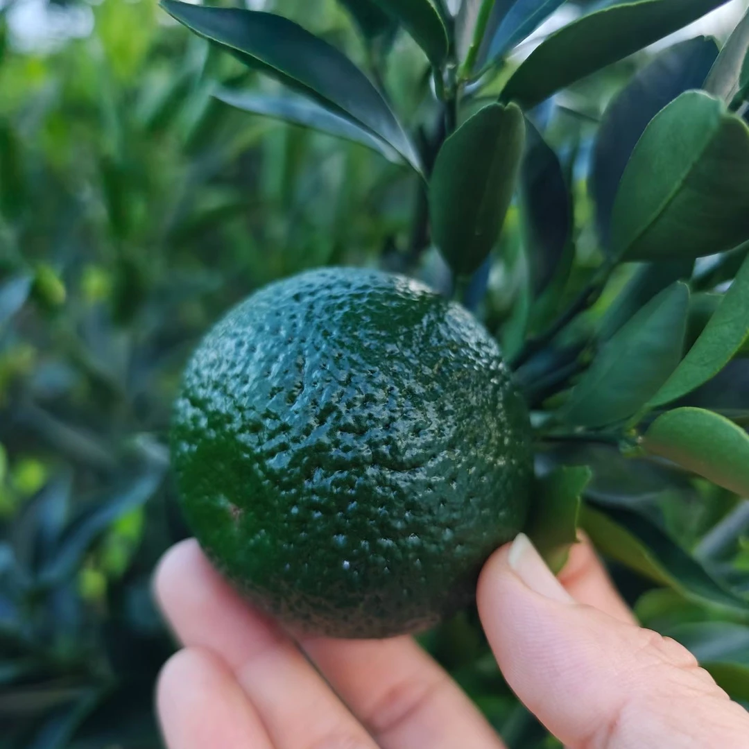 御陈号13年圈枝老树大青柑鲜果(自家果园自产自销)现摘现发