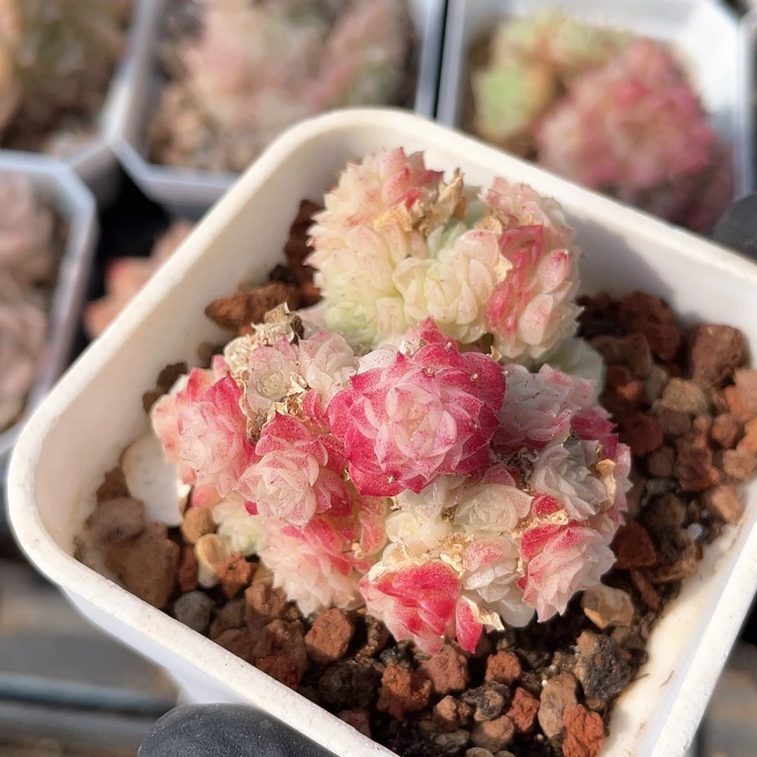 优选麦秆福利060