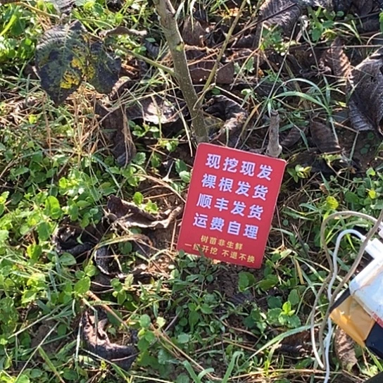 ～***～文玩核桃吊坠龙门涧