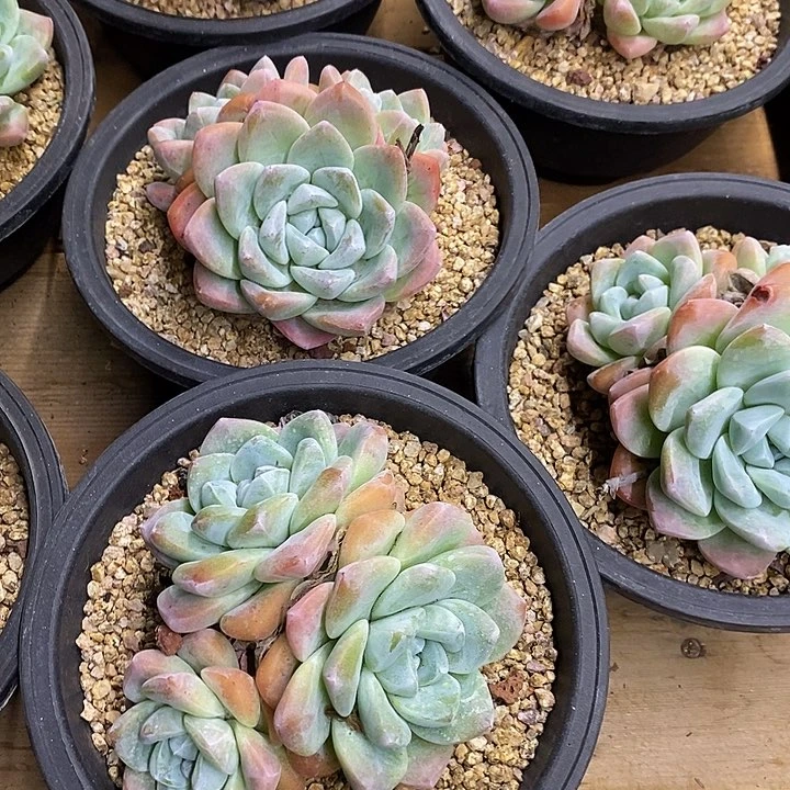 大盆冰玉群，福利多多